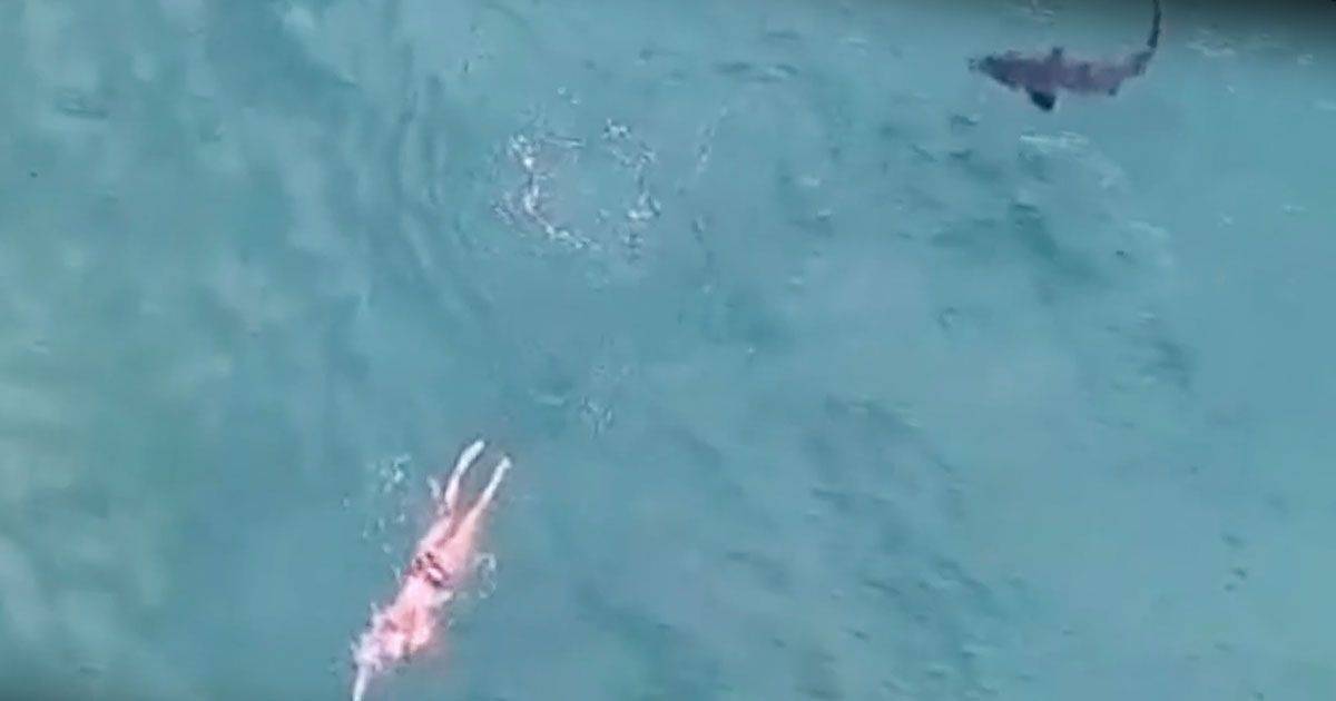  Nuota inseguito da uno squalo ma non se ne accorge il video