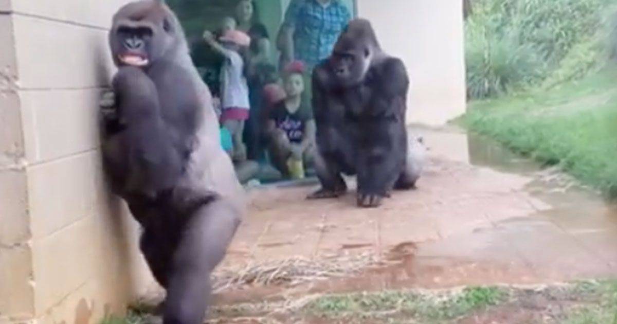 Un temporale sorprende i gorilla e loro reagiscono cos