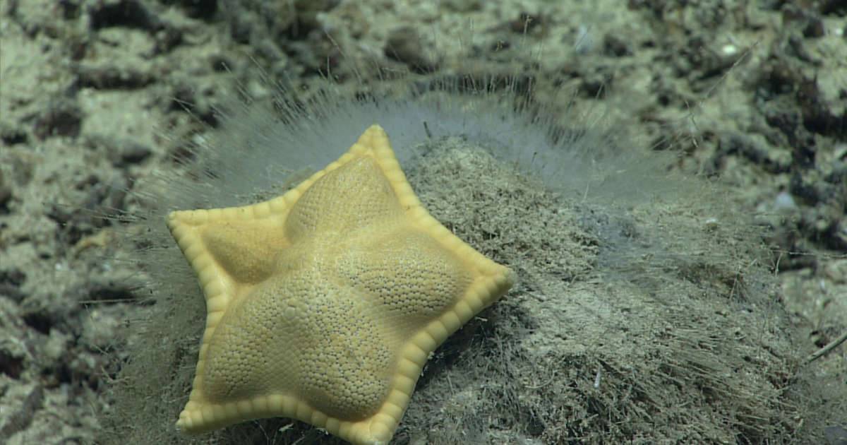 stata scoperta una stella marina a forma di raviolo il video