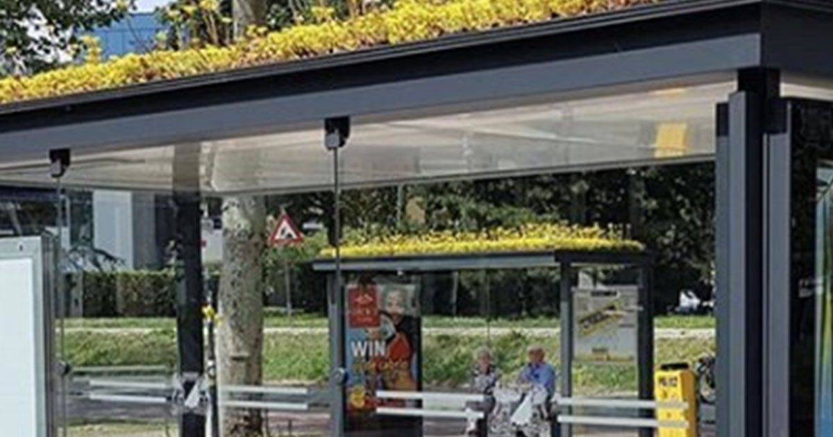 In Olanda le fermate degli autobus sono state ricoperte da piante per aiutare le api