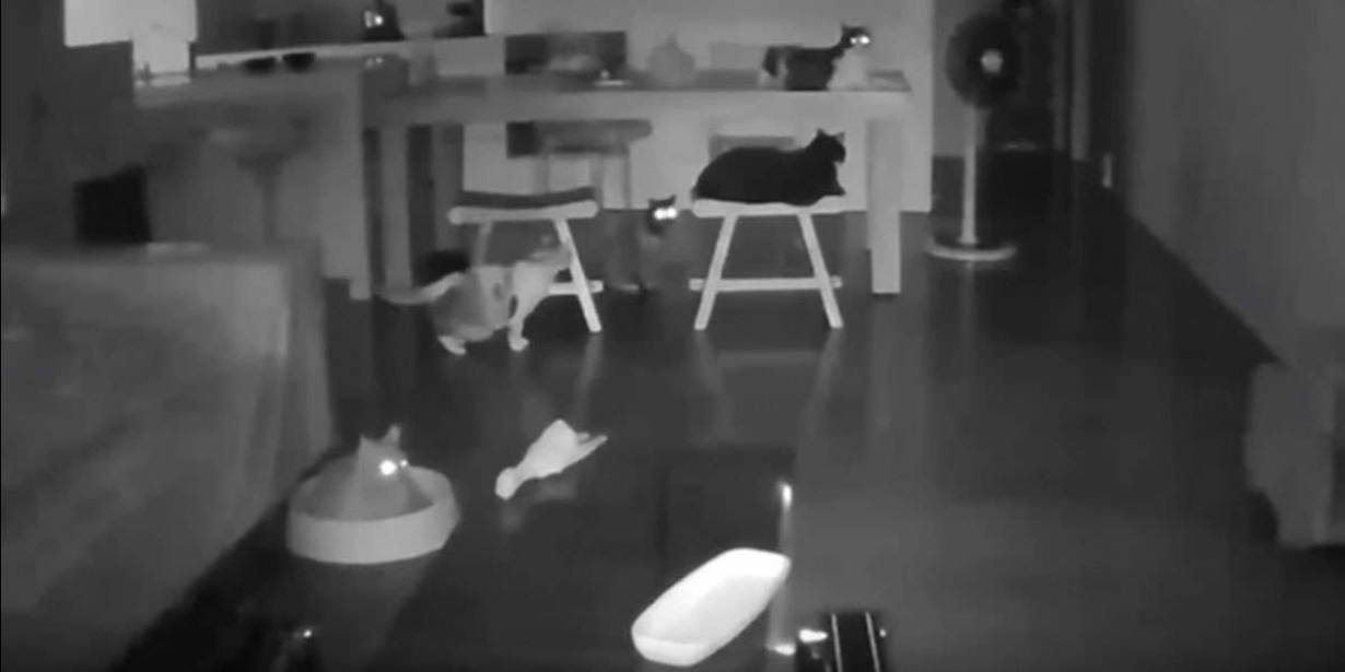 Un gruppo di gatti reagisce alle scosse di terremoto il video