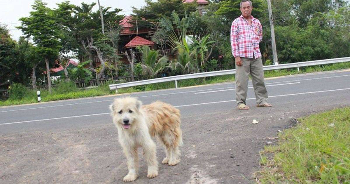 Il cane aspetta i proprietari per 4 anni sempre nello stesso posto una storia commovente