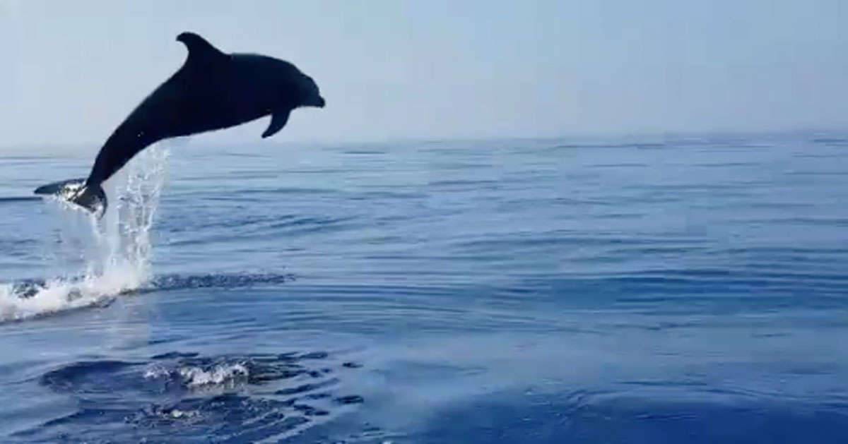  I salti di questa mamma delfino sono spettacolari il video