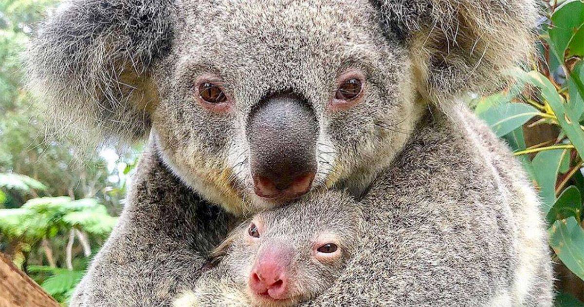 Mamma Koala e il suo cucciolo labbraccio damore che cambia la nostra prospettiva