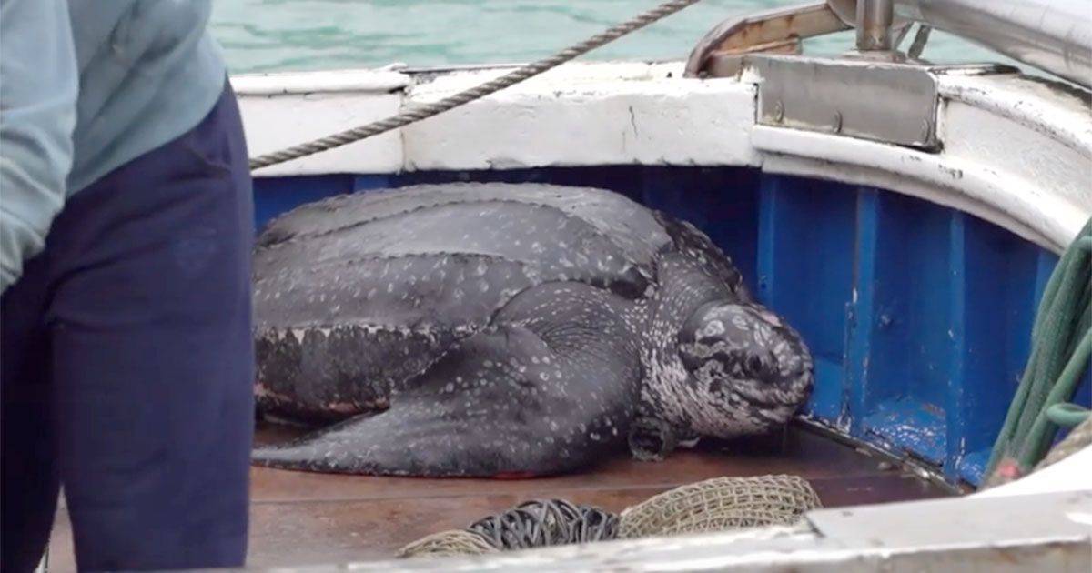 Adriatico pescata una delle tartarughe pi grandi al mondo