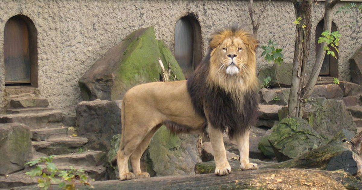 Francia lo zoo diventa in un centro di riabilitazione per animali
