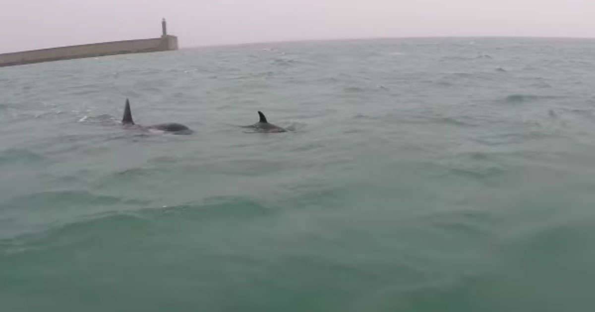 Un famiglia di orche nuota nel porto di Genova: il video
