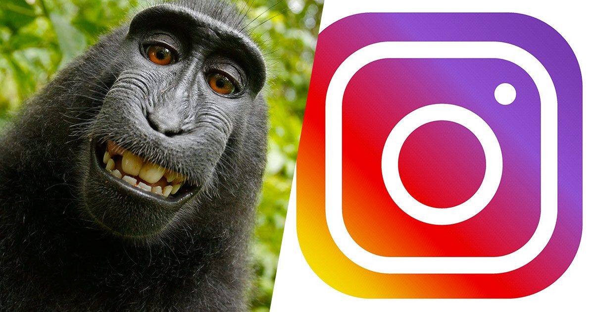 Il nuovo filtro di Instagram svela a quale animale si somiglia