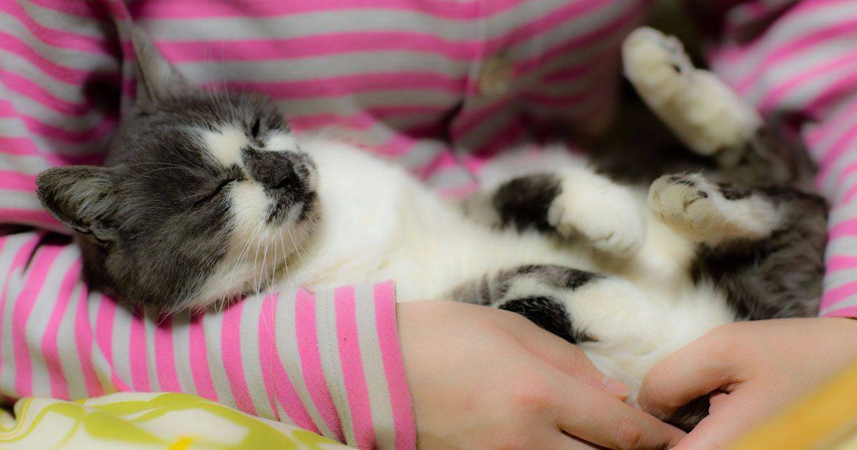  Avere un gatto aiuta a combattere lo stress lo dice la scienza