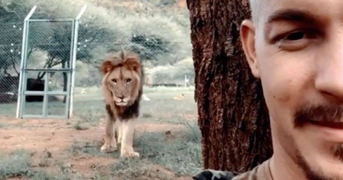 Alle prese con un selfie mentre il leone avanza alle spalle del ragazzo