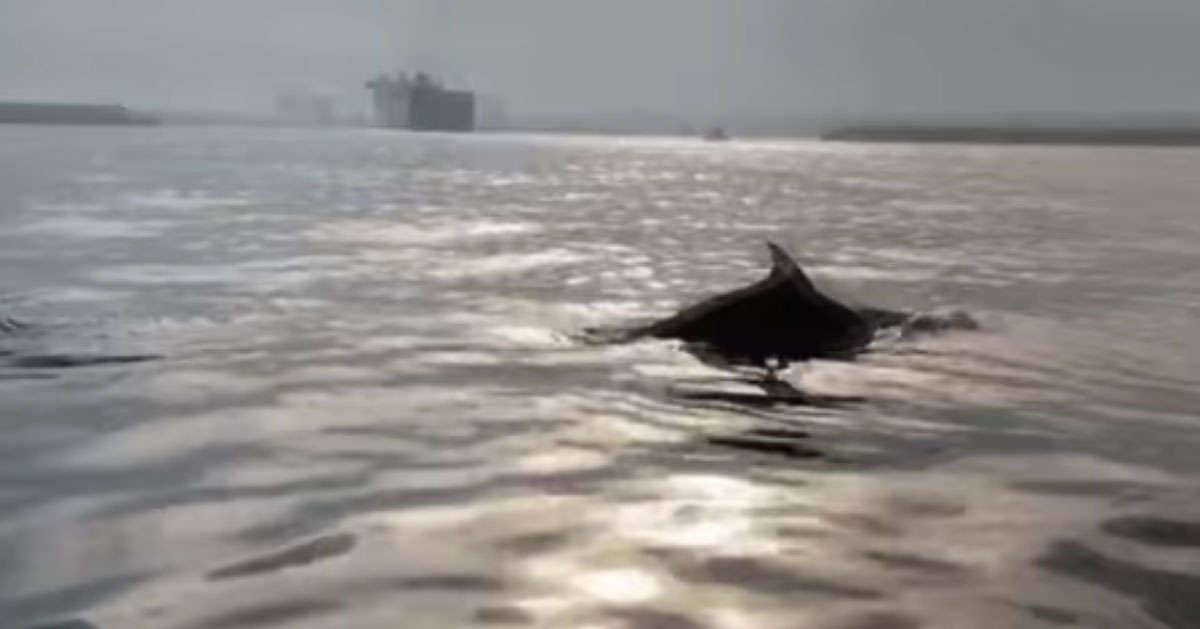 Avvistata una coppia di delfini nel porto di Bari il video
