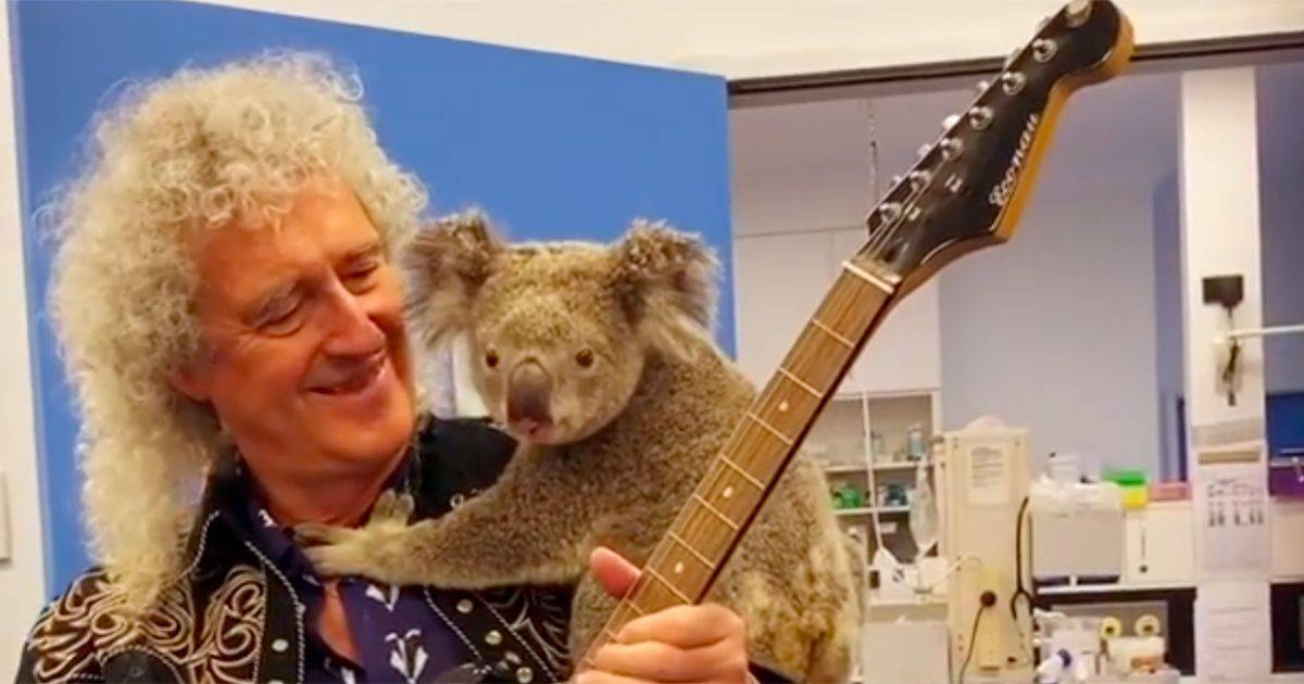 Brian May in Australia suona in compagnia di un dolcissimo Koala