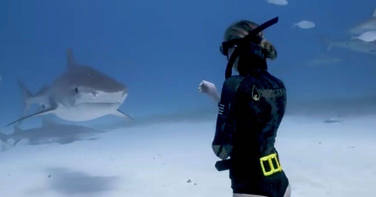 Lincontro ravvicinato tra sub e squalo tigre al largo delle Bahamas