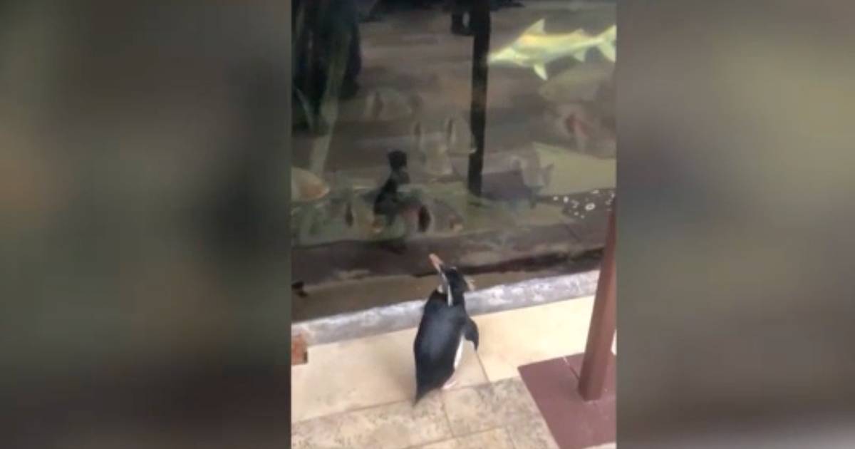 L8217acquario  chiuso e il pinguino fa visita ai pesci