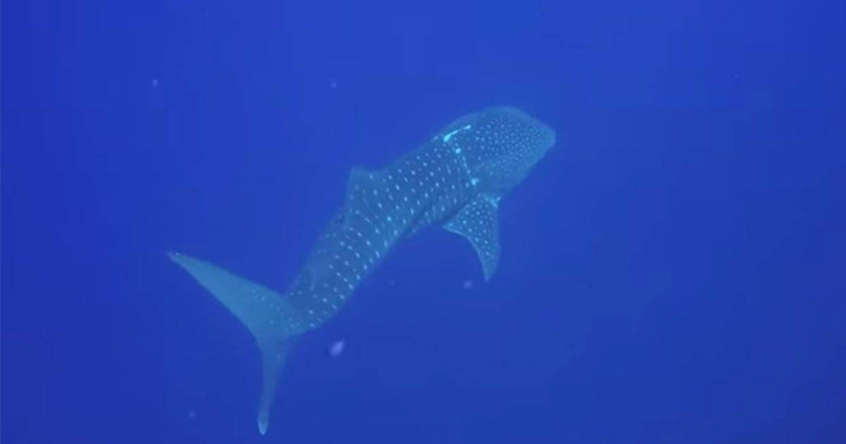 Un gruppo di sub soccorre uno squalo balena il pesce pi grande al mondo