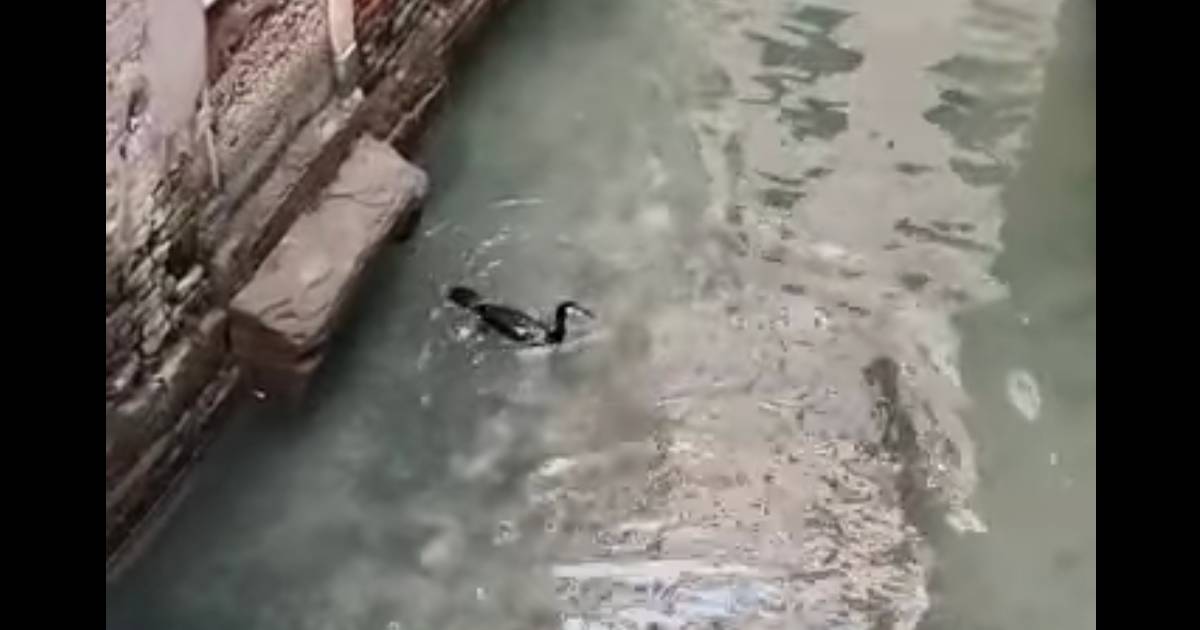 Senza i veneziani i cormorani vanno a pesca nei canali