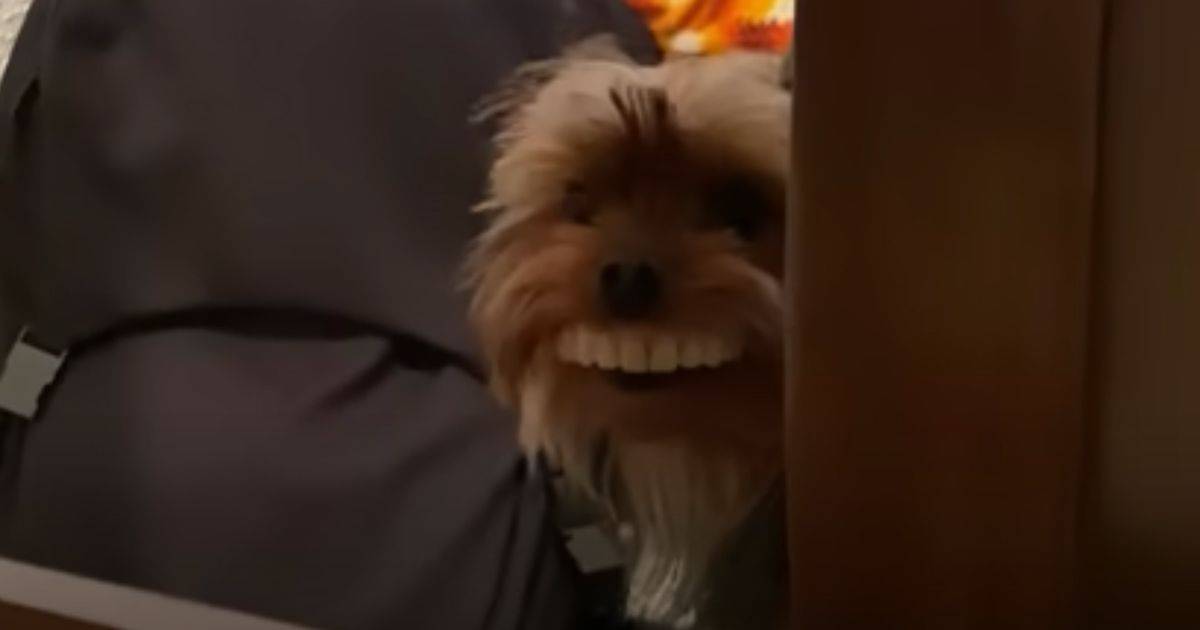 Thomas il cagnolino con la dentiera che ha conquistato YouTube