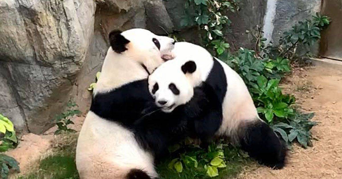 Lo zoo  chiuso due panda giganti si accoppiano dopo 13 anni