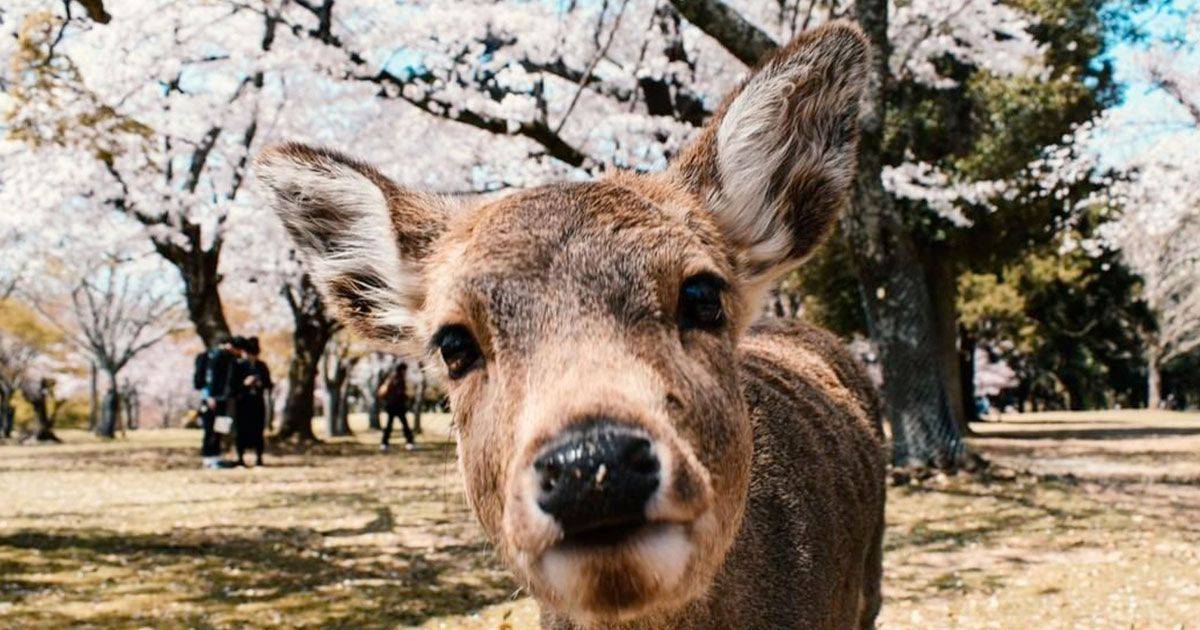 Parco di Nara i cervi sotto i ciliegi