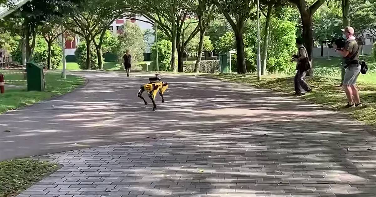 I canirobot in giro nei parchi per controllare il distanziamento sociale