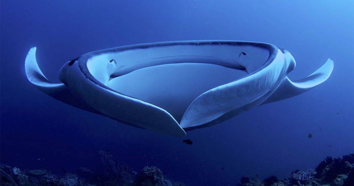 Un esemplare di manta gigante nuota nelle acque del Salento