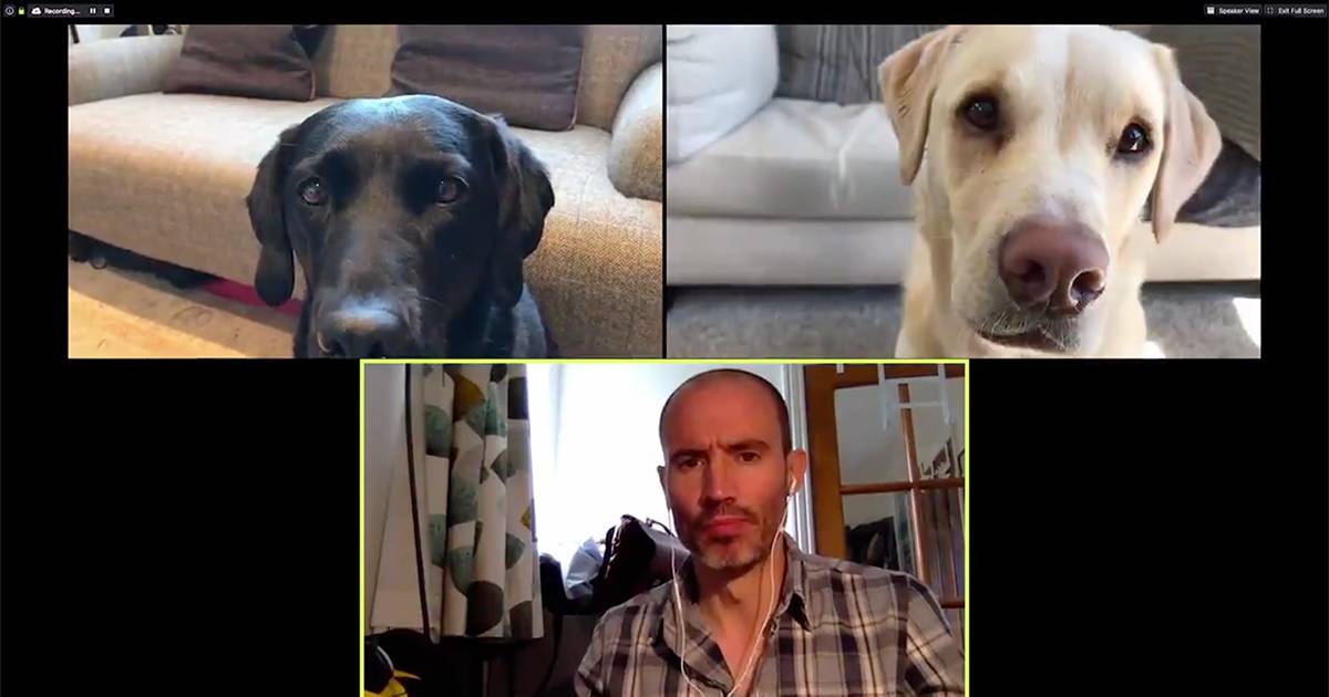 Riunione di lavoro in video conferenzacon i suoi cani Il video del giornalista  divertentissimo