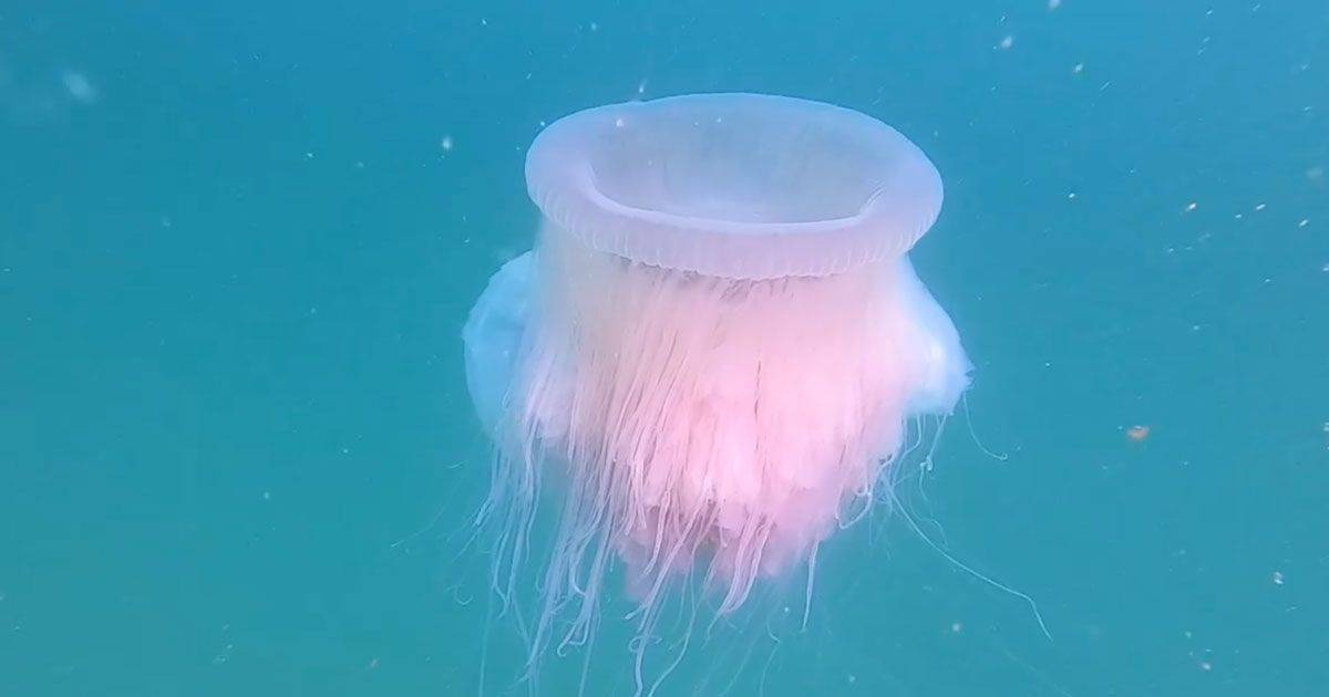 Avvistata una rarissima medusa gigante nel Golfo di Trieste il video