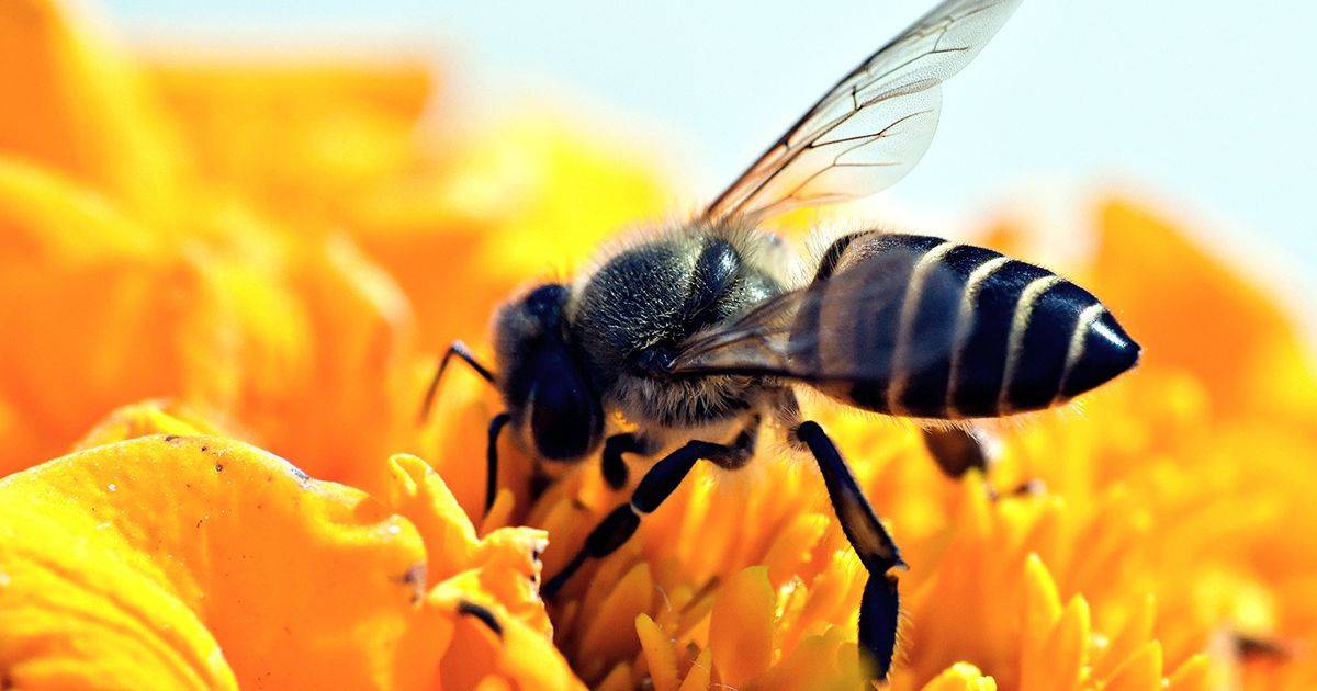 La tecnica di difesa dellalveare da parte delle api  ipnotica