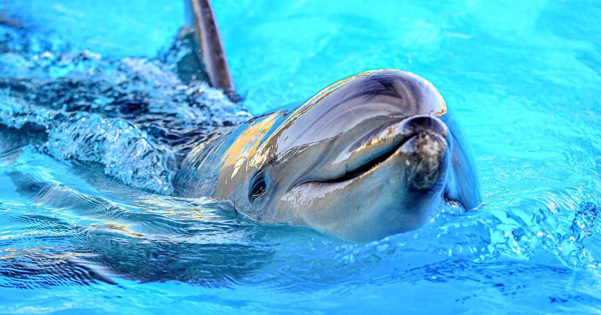 Il delfino vuol conoscere i due cani ospiti sulla barca e salta per vederli