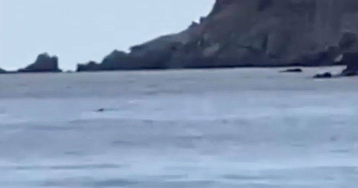 Lavvistamento della foca monaca a Capraia