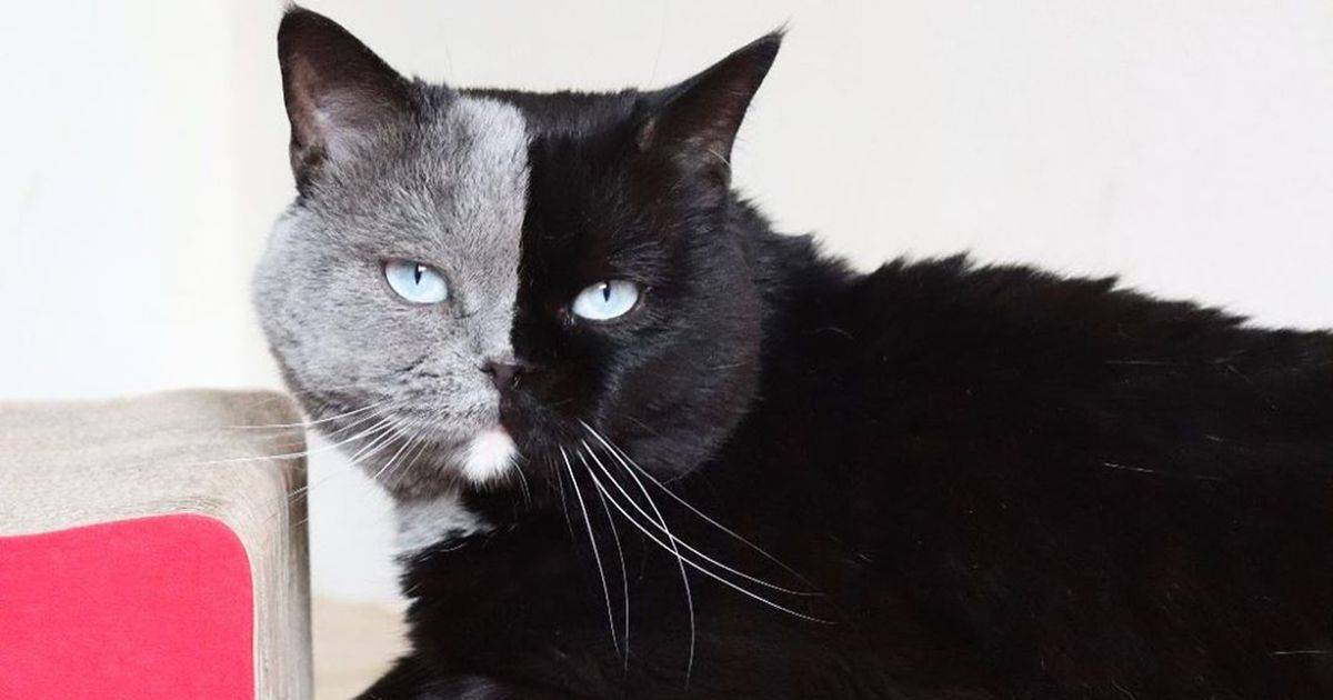 La gattina con il muso bicolore ha dato alla luce due cuccioli uno per tinta
