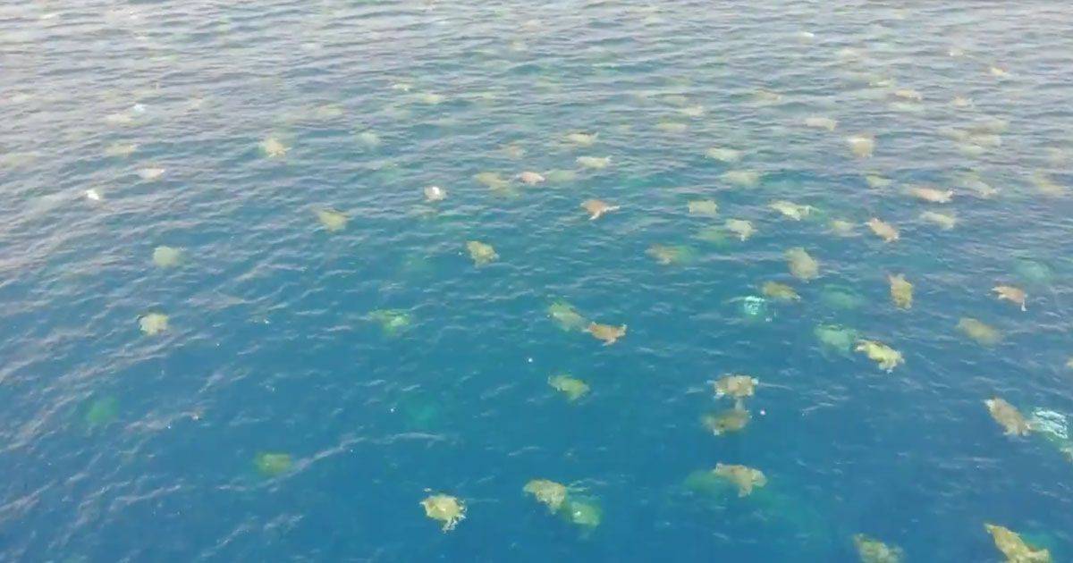  La spettacolare migrazione di 64000 tartarughe il video