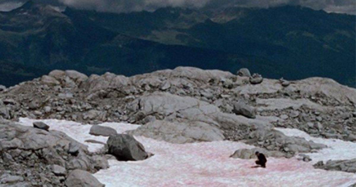 La neve rosa il colore particolare sui ghiacciai delle Alpi