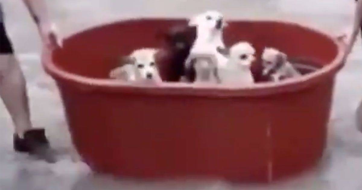 Sette cuccioli salvati dall8217uragano le immagini arrivano dal Messico