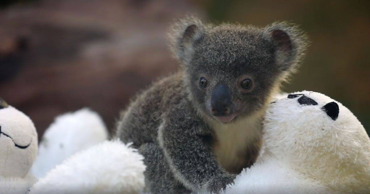  Le foto dei nove baby koala nati dopo gli incendi in Australia