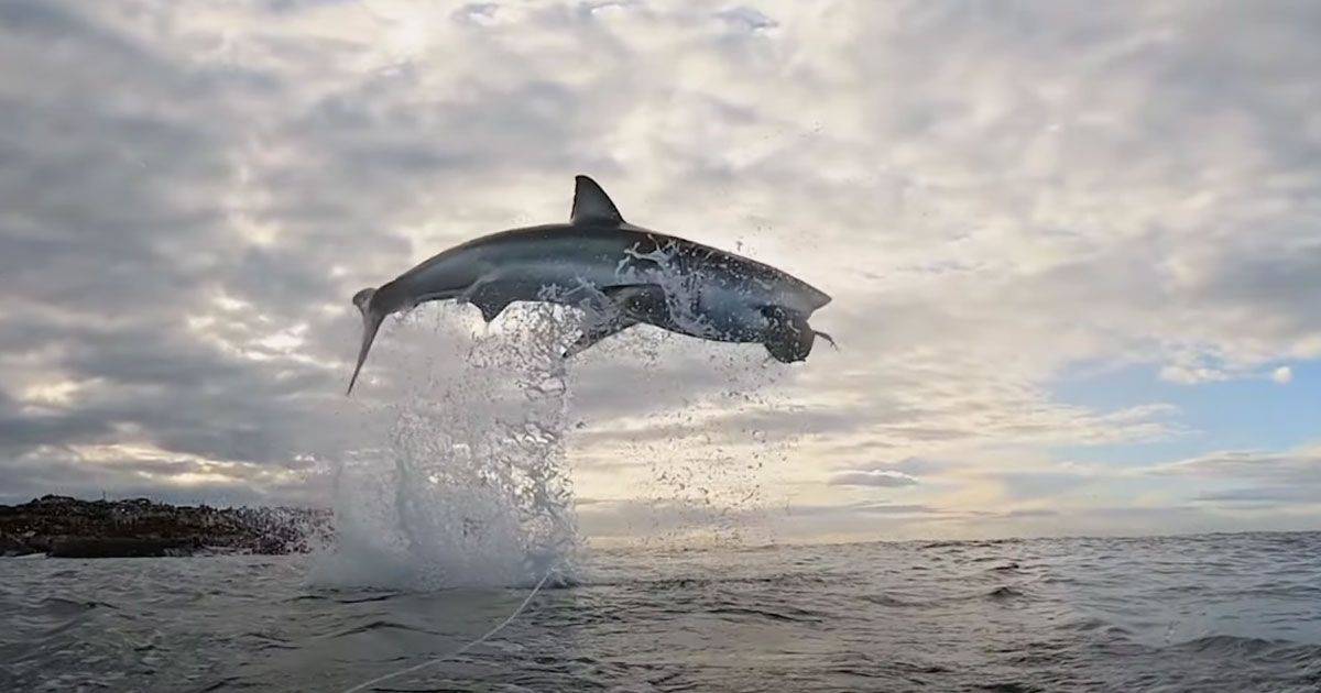 Le incredibili immagini di un salto di uno squalo bianco il video