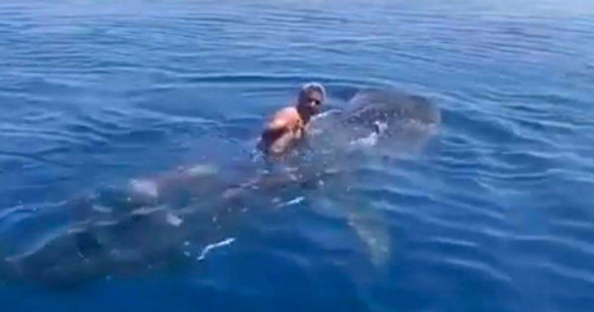 Salta sul dorso di uno squalo e lo cavalca in mare il video