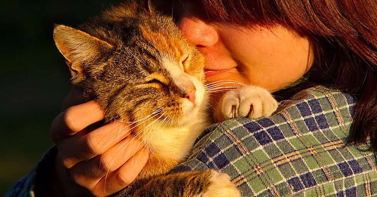 Le fusa dei gatti possono curare alcune malattie lo studio
