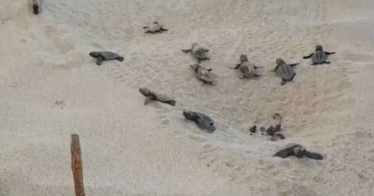 Porto Cesareo 79 tartarughe si dirigono verso il mare il video