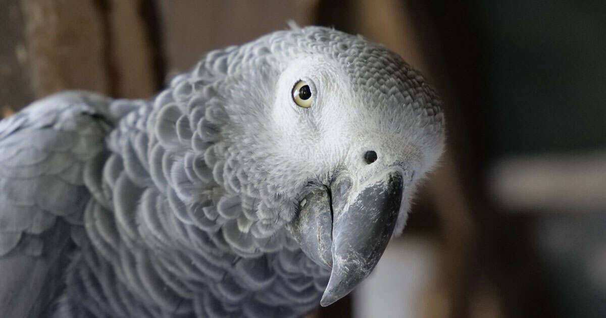 Cinque pappagalli dicevano troppe parolacce isolati dalla zoo