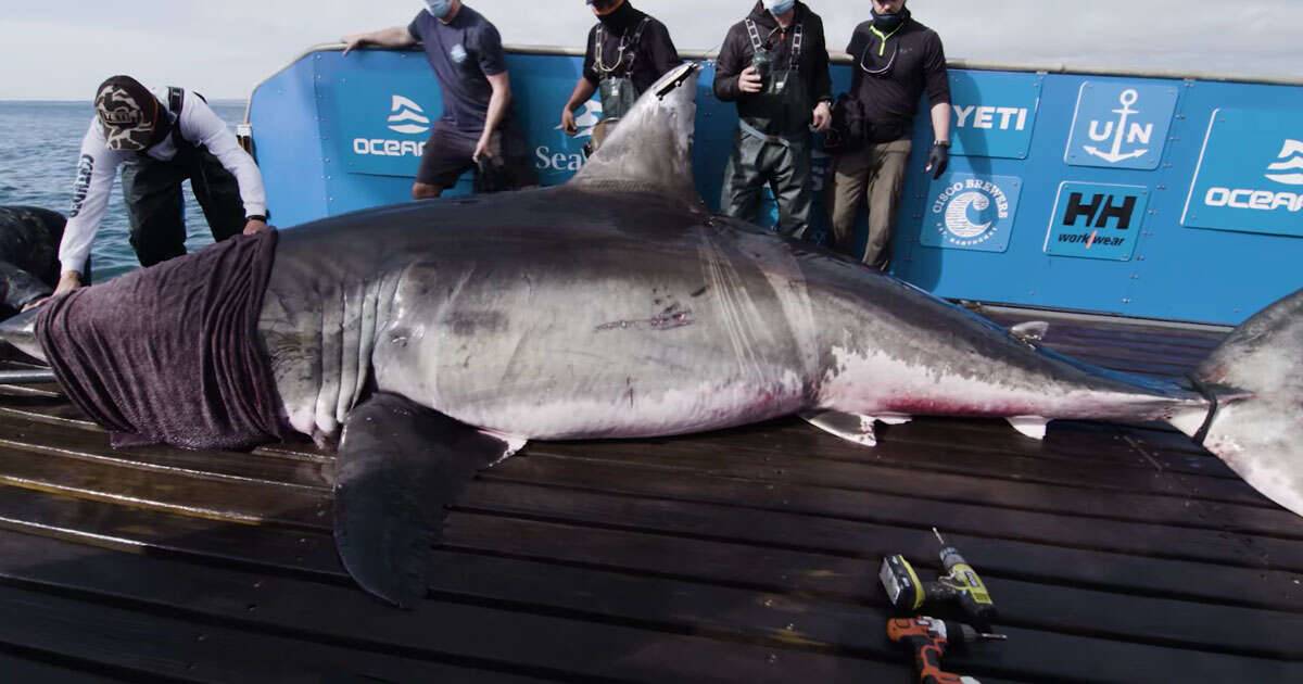 Il video incredibile dello squalo gigante scoperto in Canada