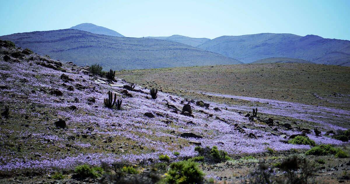 La spettacolare fioritura del deserto di Atacama in Cile