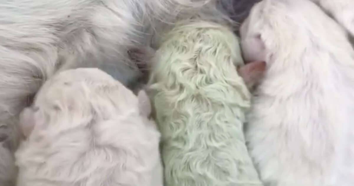 Pistacchio il cucciolo di Labrador nato verde