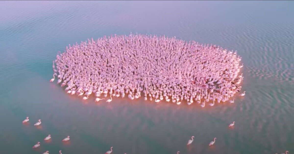 Lo spettacolare volo dei fenicotteri rosa sul lago in Kazakistan