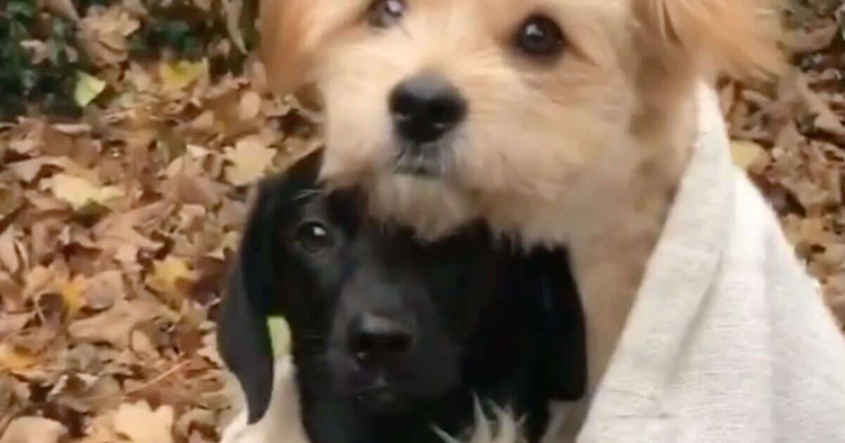 Un cagnolino avvolge in una coperta il suo piccolo amico il tenero video