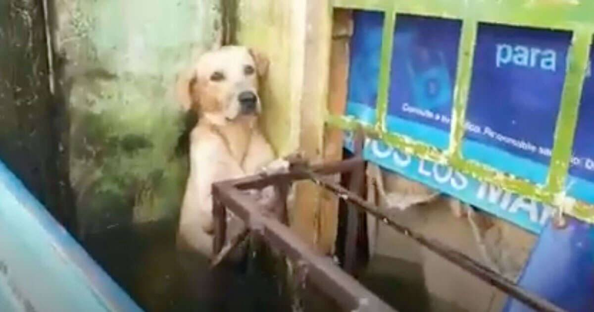 Il cane si salva dallalluvione il video fa il giro del mondo
