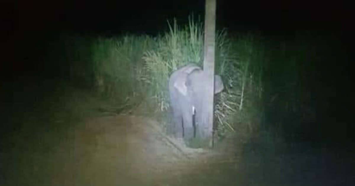 Un elefantino  stato sorpreso a mangiare canne da zucchero la foto  dolcissima