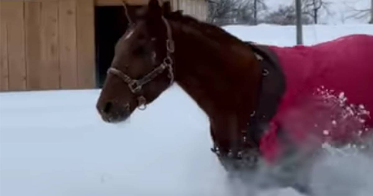 Felice come un bambino il video del cavallo che corre e si 8220tuffa8221 nella neve conquista tutti
