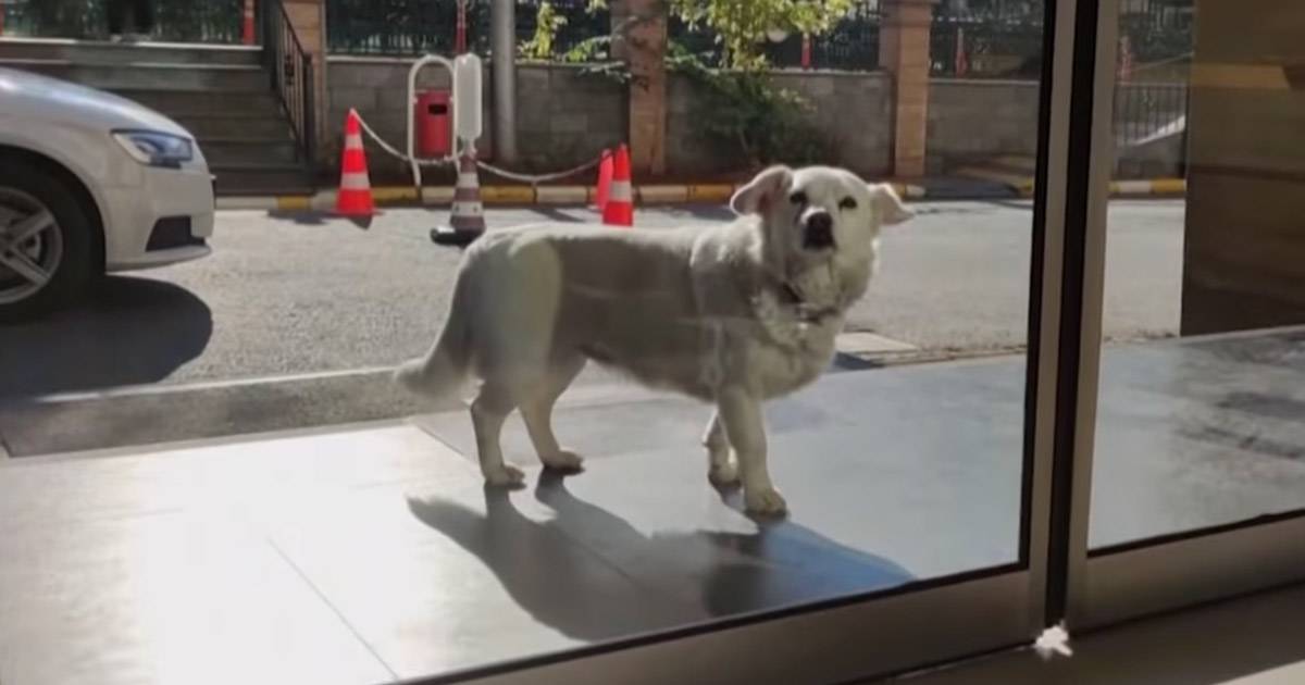 Il cane aspetta per giorni davanti allospedale del proprietario