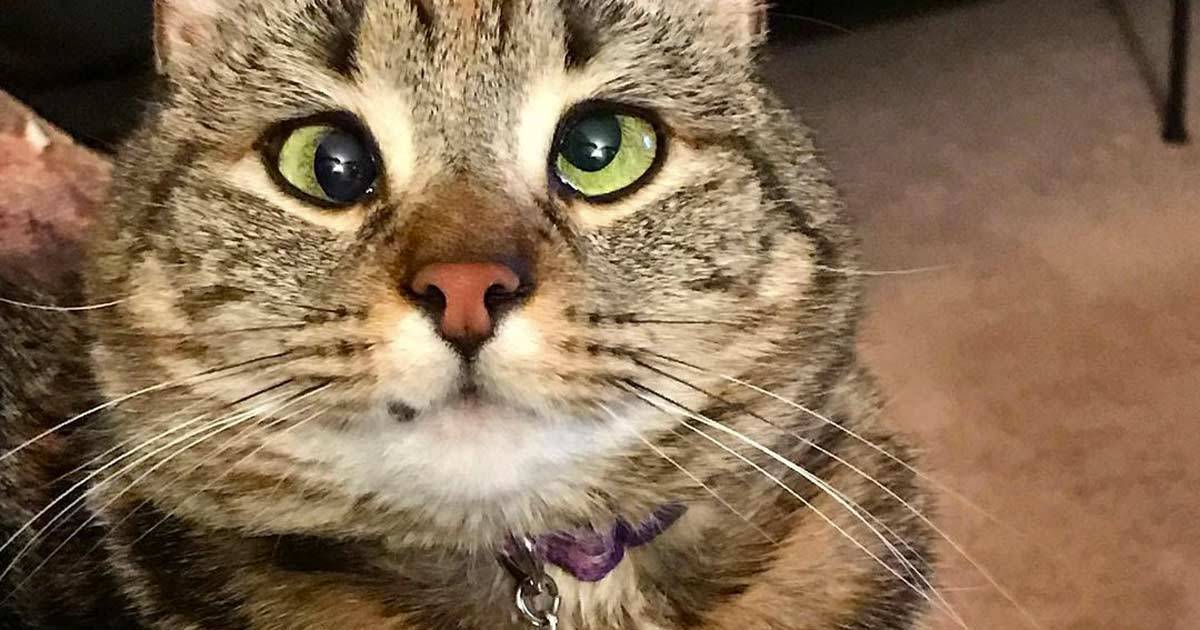 La dolcissima gatta strabica che sta conquistando Instagram